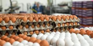 أسعار
      البيض
      والكتاكيت
      اليوم
      الأحد
      4
      مايو
      2025 - نجد الاخبارية