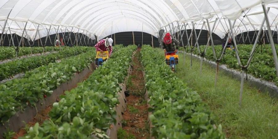منتجو
      الفواكه
      الحمراء
      يخلقون
      أزمة
      في
      اليد
      العاملة
      لفلاحي
      إقليم
      العرائش - نجد الاخبارية