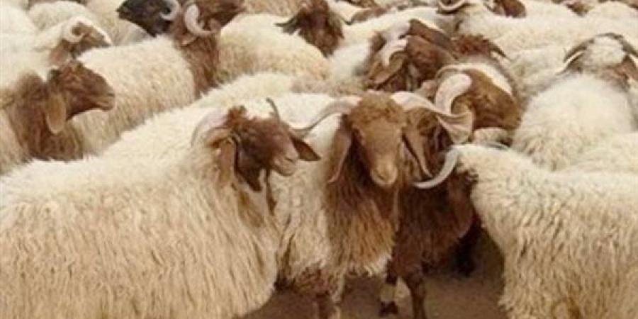 أضحية
      عيد
      الأضحى
      2025..
      كيف
      يتم
      تقسيم
      الأضاحي
      والفئات
      المستحقة
      شرعًا؟ - نجد الاخبارية