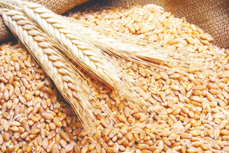 نقيب الفلاحين يكشف: إنتاجية القمح تحطم الأرقام هذا العام والحكومة تخصص مبلغ خيالي لزيادة الإنتاج!