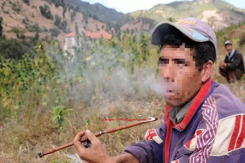 بالعيار الثقيل: خبراء يدكون معاقل الكيف بالأدلة العلمية!