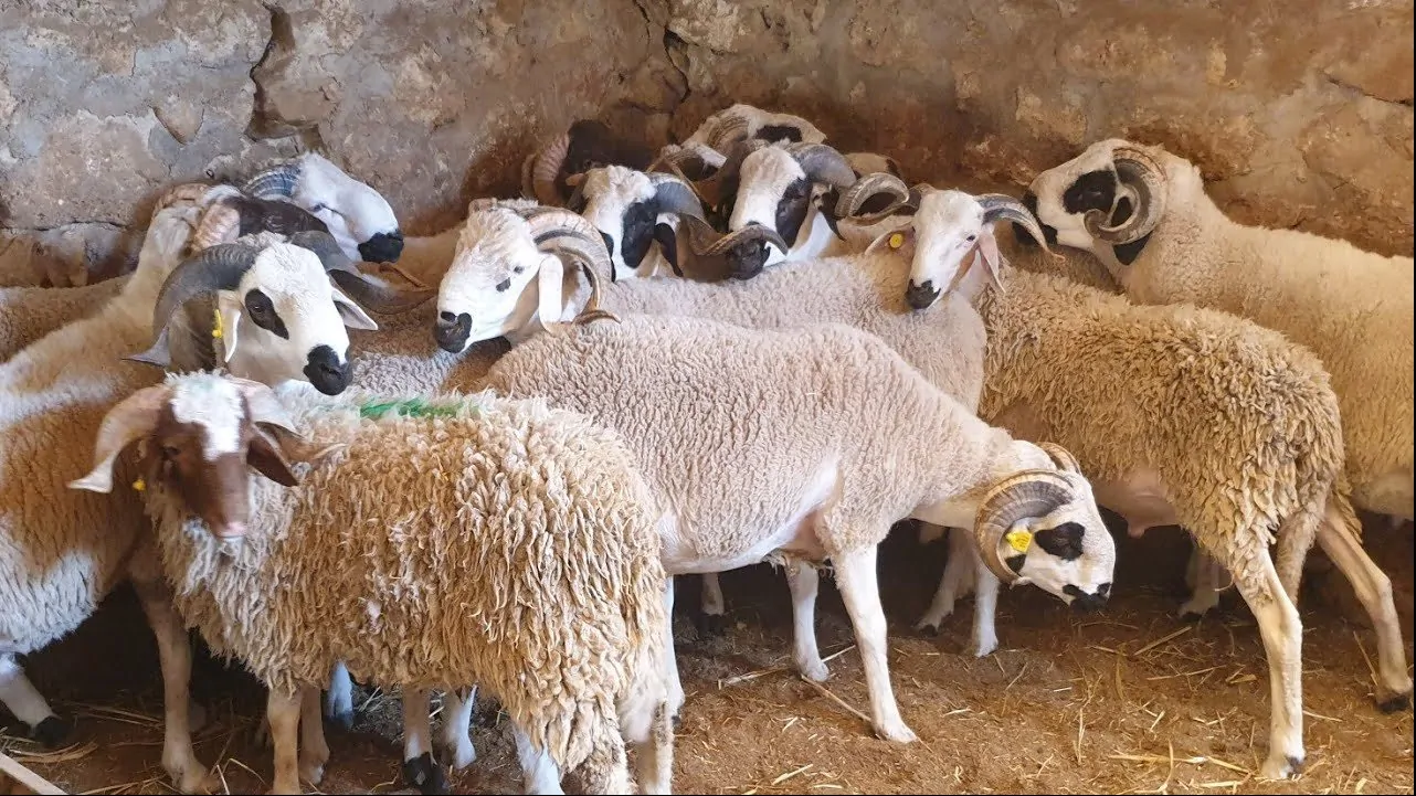 يا معلم بالاردن: أسعار اللحوم اليوم الأحد 27/5/2025 والأسواق نشيطة استعدادًا للعيد