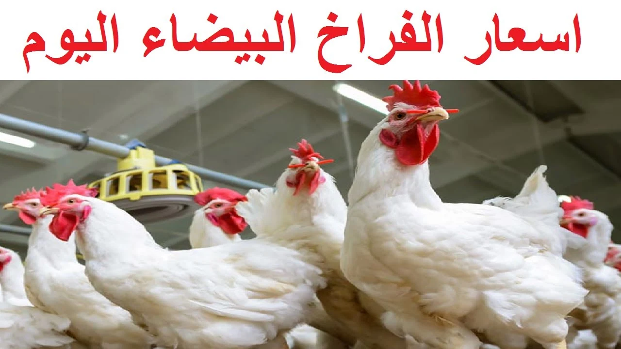أسعار الفراخ في بورصة الدواجن اليوم السبت 10-5-2025 في السوق المحلي