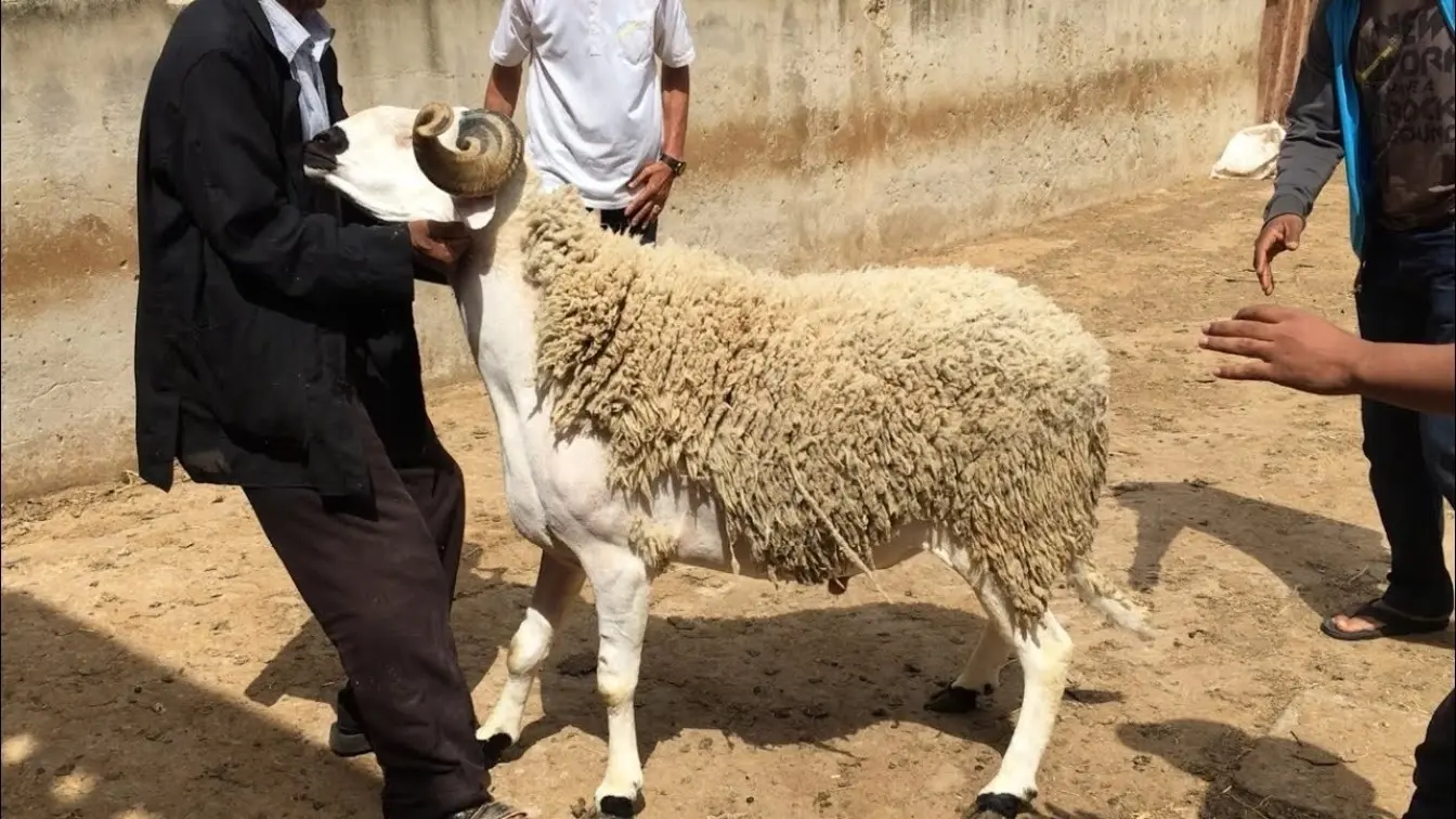 يا معلم فكك من الفهلوة.. تعليمات الصلاة بالتفصيل: طريقة صلاة عيد الأضحى 2025 وعدد الركعات ببساطة