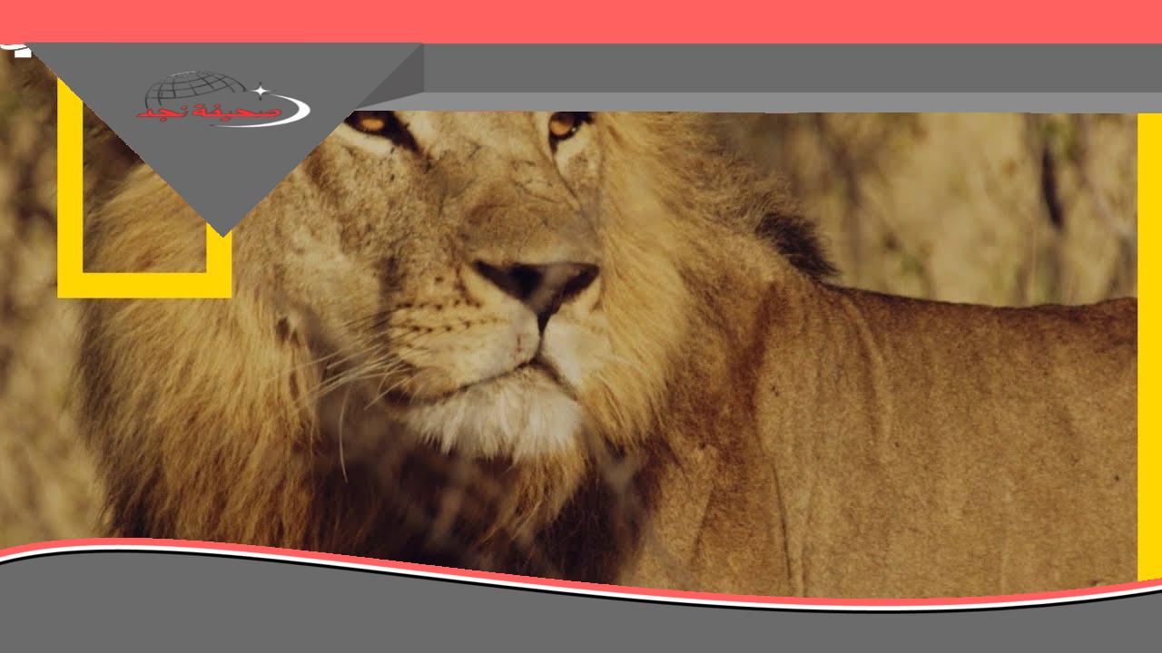 <p><strong>استقبل عالم ناشيونال جيوغرافيك بجودة فائقة: التردد الجديد الذي يأخذك في رحلة حول العالم وأنت في منزلك.</strong></p>