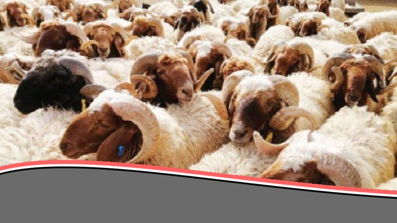 التموين تعلن عن طرح أضاحي حية من الخراف والأبقار استعداداً لعيد الأضحى وتكشف عن الأسعار