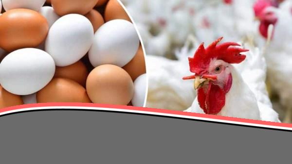 أسعار الدواجن والبيض اليوم الأربعاء 4 يونيو