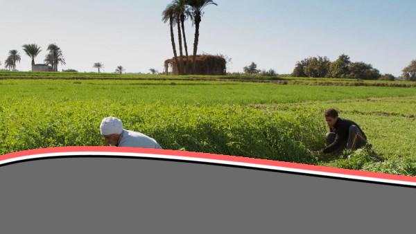 مصر تسعى للريادة في التحول الأخضر مع ضمان العدالة الاجتماعية
