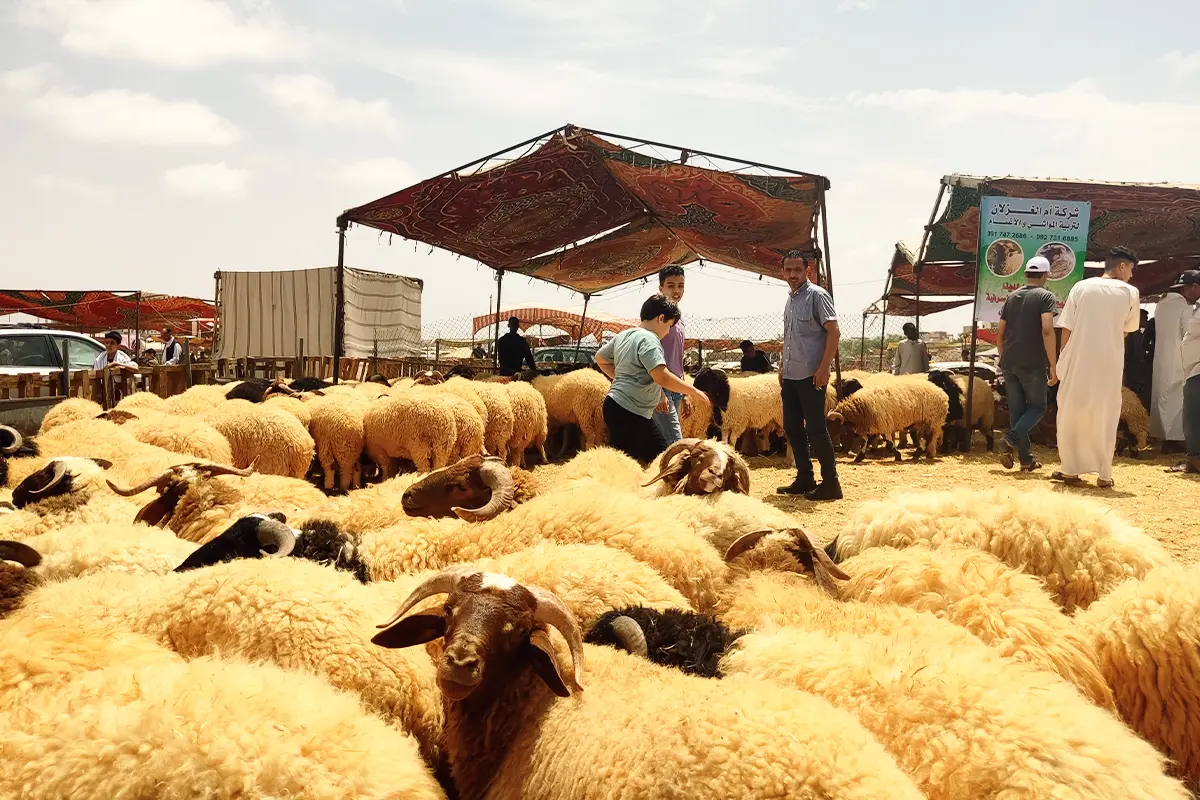 ياو العيد في دزاير.. مواعيد إجازة عيد الأضحى في الجزائر راحة وأمل