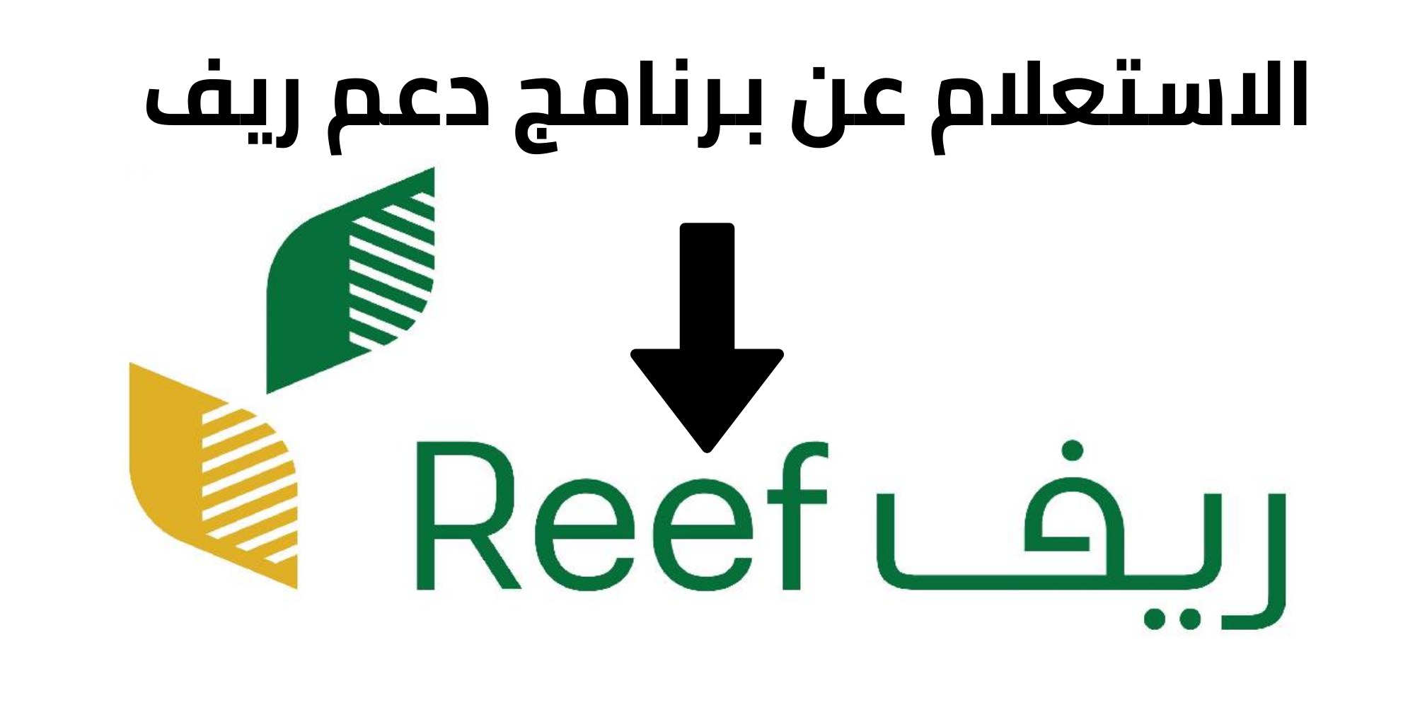 «استعدوا» دعم ريف لشهر يوليو 2025: موعد الصرف، خطوات الاستعلام، والشروط بالتفصيل