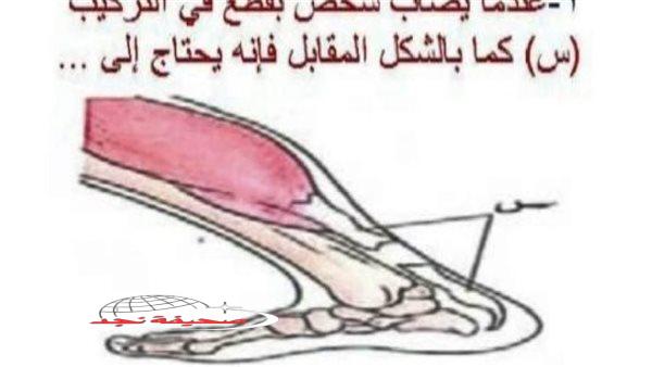 «ليلة امتحان الأحياء مفتاحك للتفوق!»: مراجعة شاملة ونهائية للأحياء – الثانوية العامة