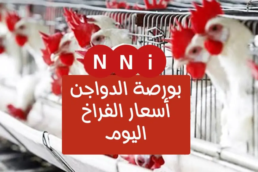 «خبر عاجل!» النهاردة في الأسواق.. أسعار الدواجن والبيض اليوم مفاجأة، اكتشف سعر الفراخ البيضاء اليوم