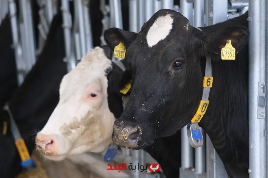 «غزو بقري مقلق!» إطلاق أبقار إسرائيل في لبنان: خطر متزايد على الحدود