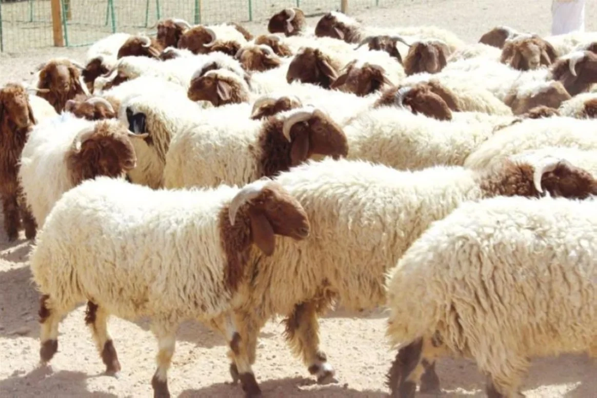 «خطوة نحو مستقبل أفضل» برنامج ريف يطلق نظام قطيع السعودية الذكي لدعم صغار المربين وتقليل الخسائر