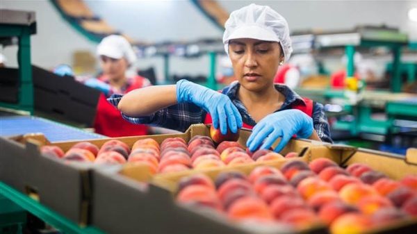 صادرات الصناعات الغذائية المصرية تتجاوز 4 مليارات دولار بنمو 8% خلال 7 أشهر