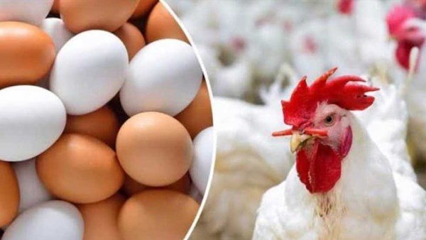 عقب ارتفاعها 10 جنيهات .. مفاجأة في أسعار الدواجن الآن بالأسواق