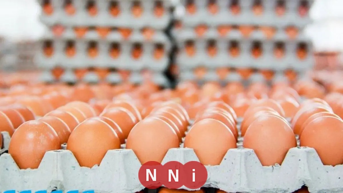 سعر كرتونة البيض الأبيض اليوم الأحد 31 أغسطس 2025