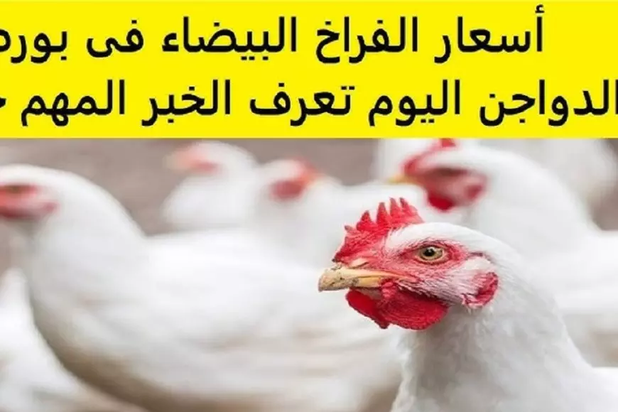 بورصة الدواجن اليوم اسعار الفراخ البيضاء الاثنين 10 فبراير 2025 سعر كيلو البانيه في المحلات والاسواق