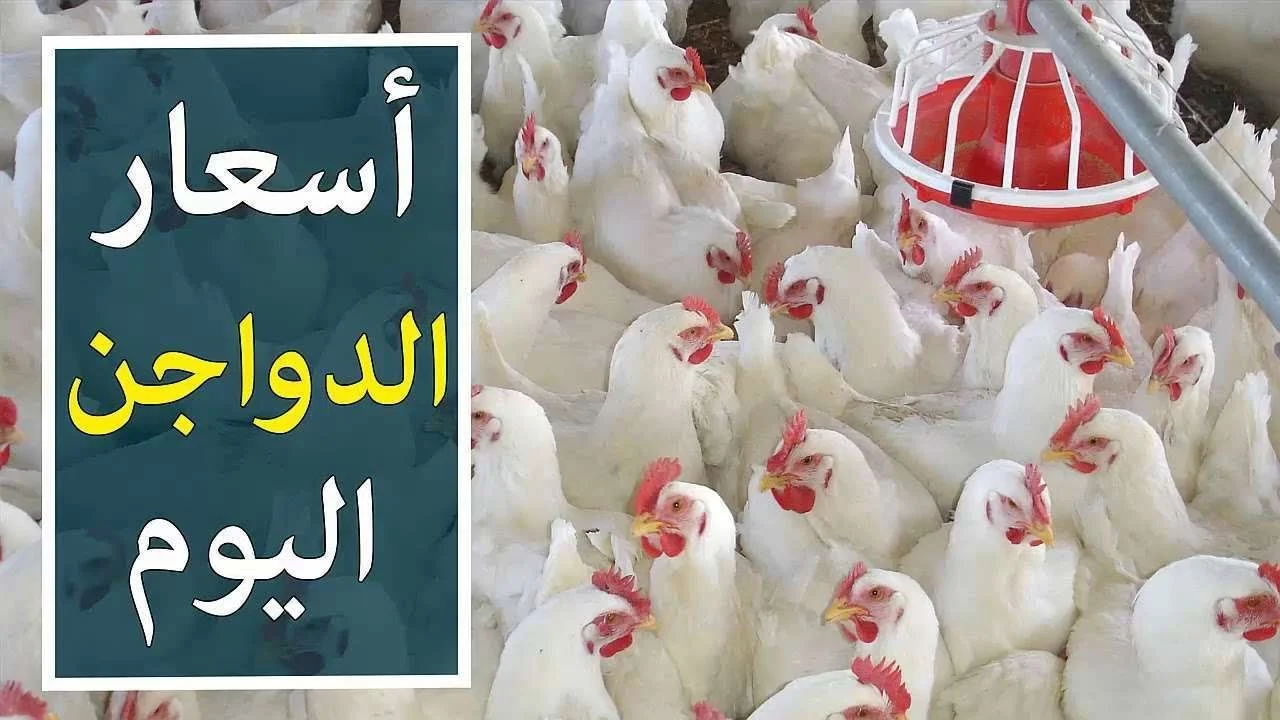 سعر كيلو الفراخ لأقل مستوى.. اسعار الفراخ البيضاء اليوم الخميس 21/8 وكم تسجل كرتونة البيض بالسوق		–