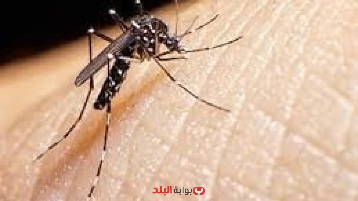 بعوضة النمر الناقلة للفيروسات تتسبب في أزمة صحية جديدة في أوروبا حسب راديو كندا