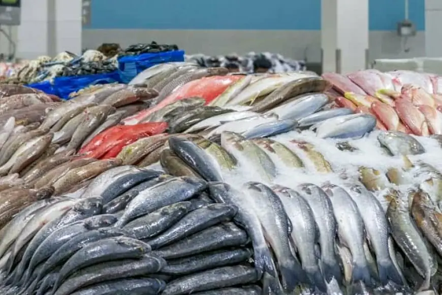 اسعار السمك اليوم في مصر الاثنين 29-4-2024 سعر البلطي والبوري والمكرونة
