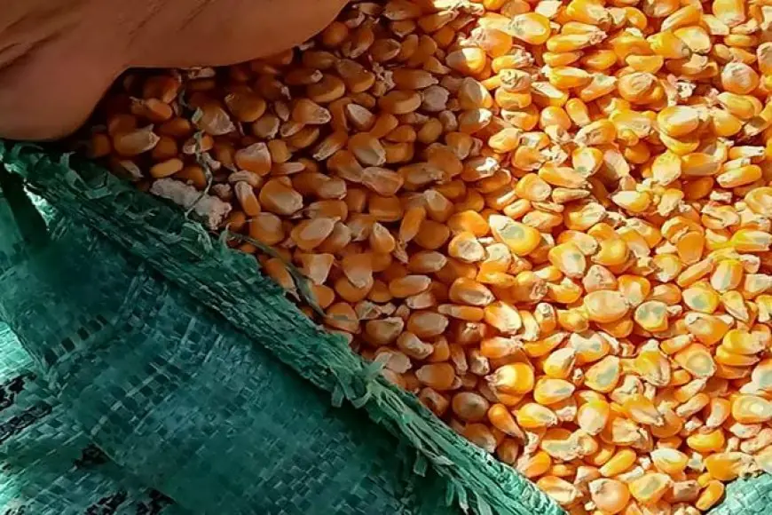 البيضاء والصفرا .. سعر الذرة اليوم الأربعاء 1 مايو 2024 في الأسواق المصرية