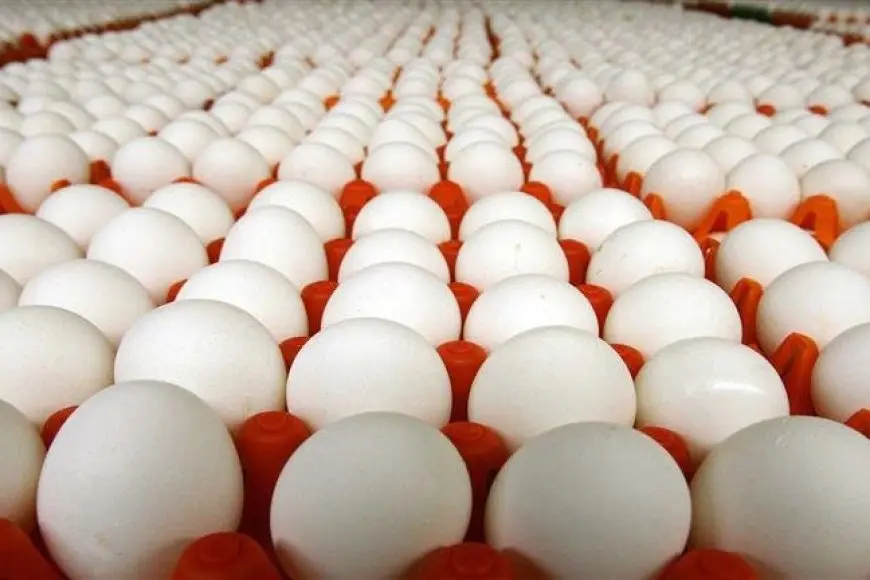 اعتبارا من الغد.. بدء طرح كرتونة البيض بـ150 جنيهًا في تلك الأماكن