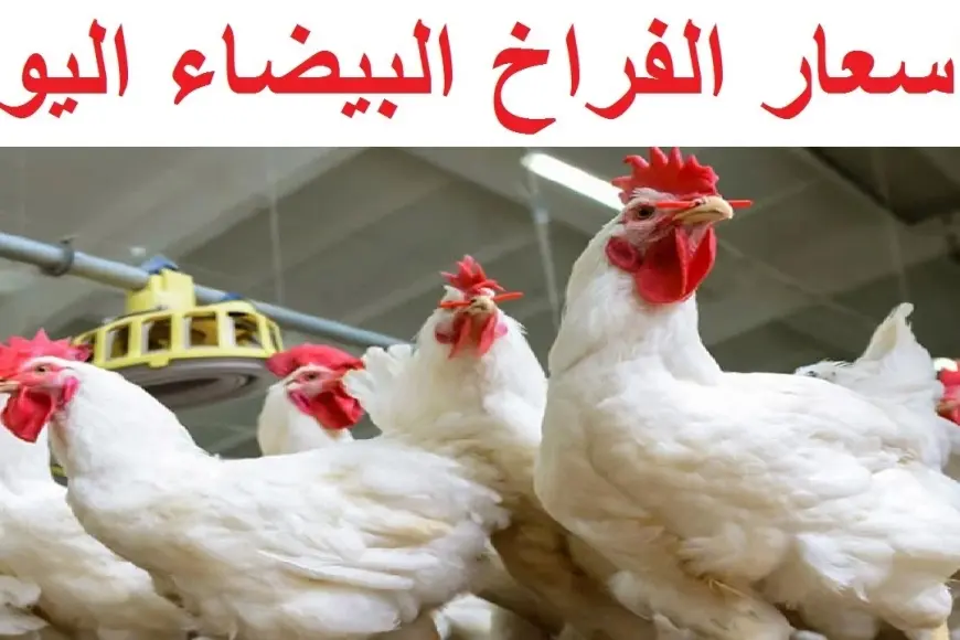 بورصة الدواجن اسعار الفراخ البيضاء اليوم الثلاثاء 7 يناير 2025 اسعار الكتاكيت اليوم