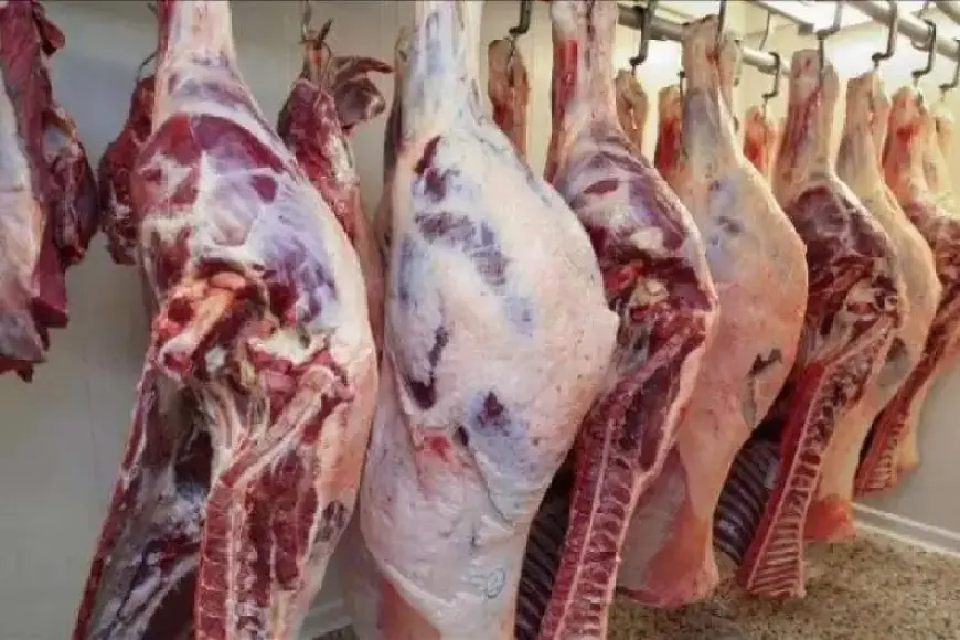 الإحصاء: 20.1 % زيادة في كمية الإنتاج المحلى من اللحوم الحمراء عام 2023