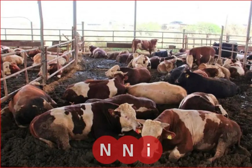 “الزراعة” تطلق أولى دفعات بعثة الأطباء البيطريين المصريين للإشراف على الهدي والأضاحي خلال موسم الحج