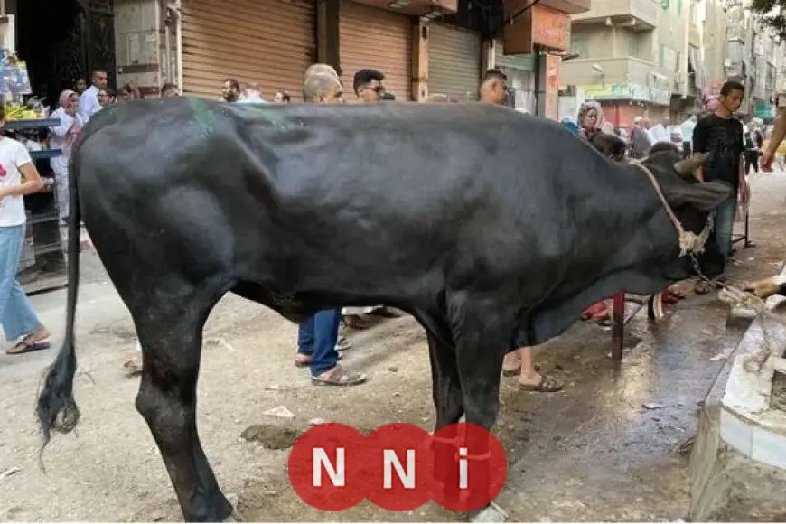 نصائح هامة قبل شراء أضحية العيد ومتطلبات النحر
