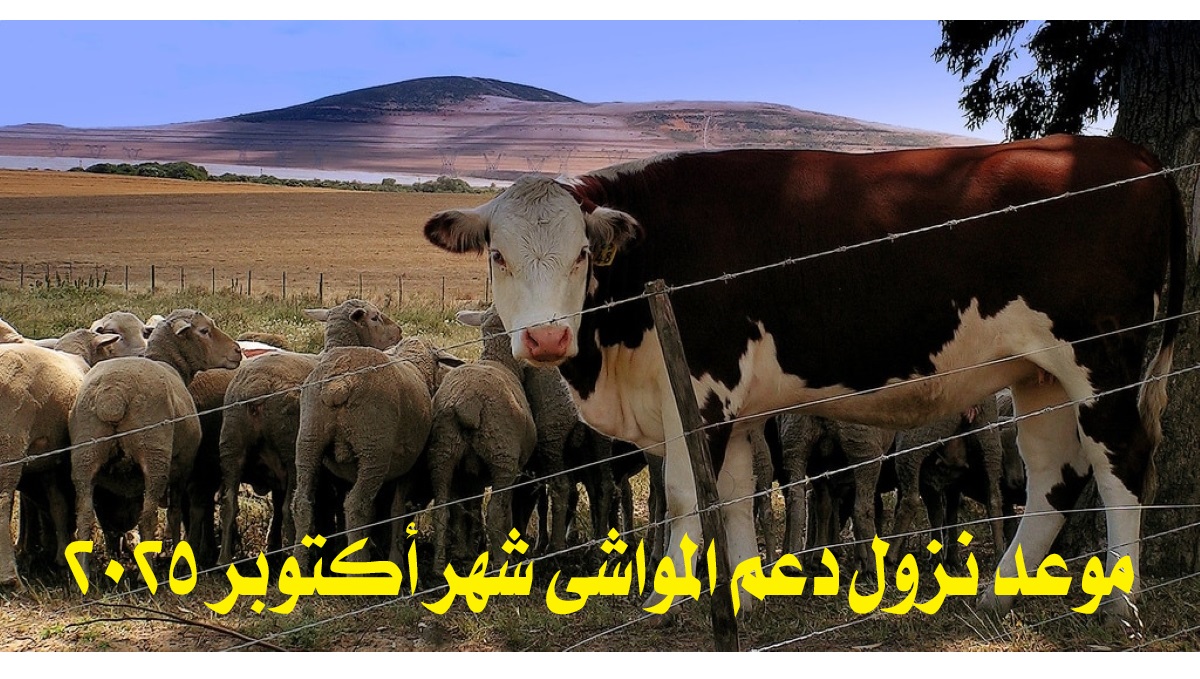 “رسمياً”.. موعد نزول دعم المواشي شهر أكتوبر 2025 وخطوات الاستعلام وشروط الاستحقاق
