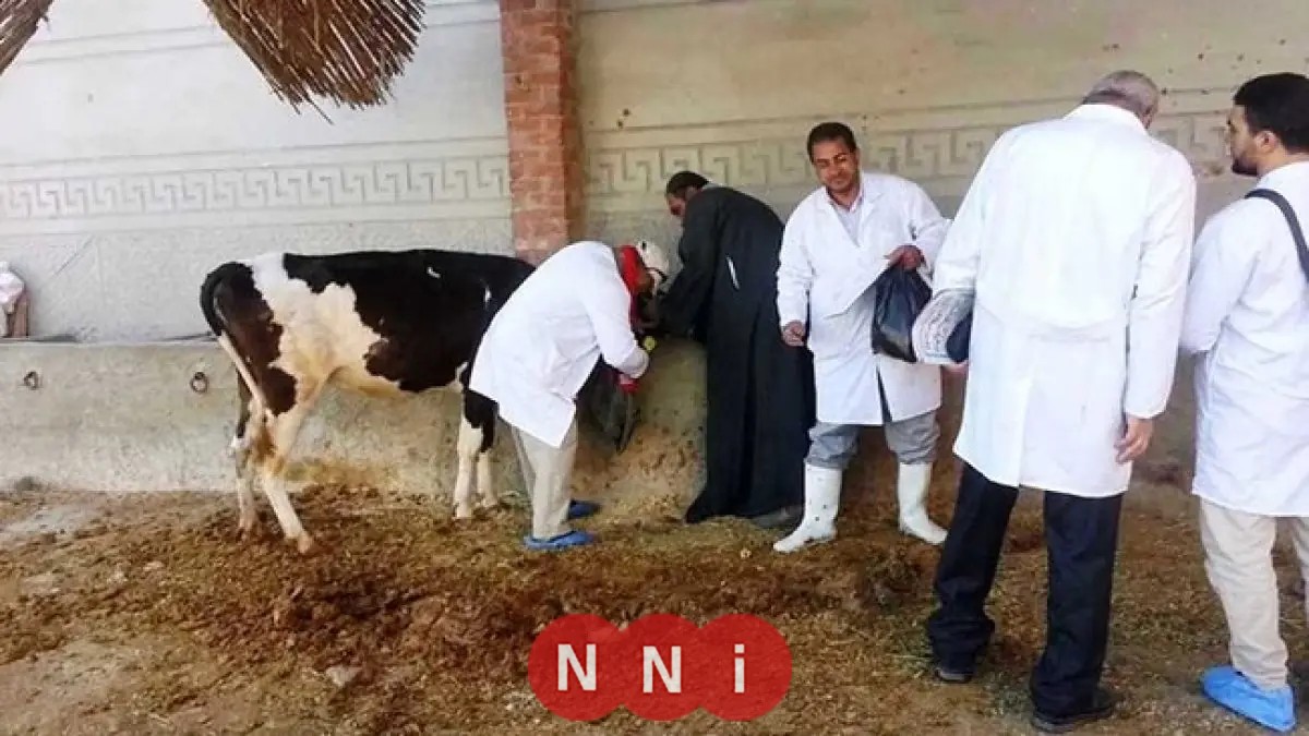 طرق فعّالة لحماية الماشية من الحمى القلاعية توضحها وزارة الزراعة