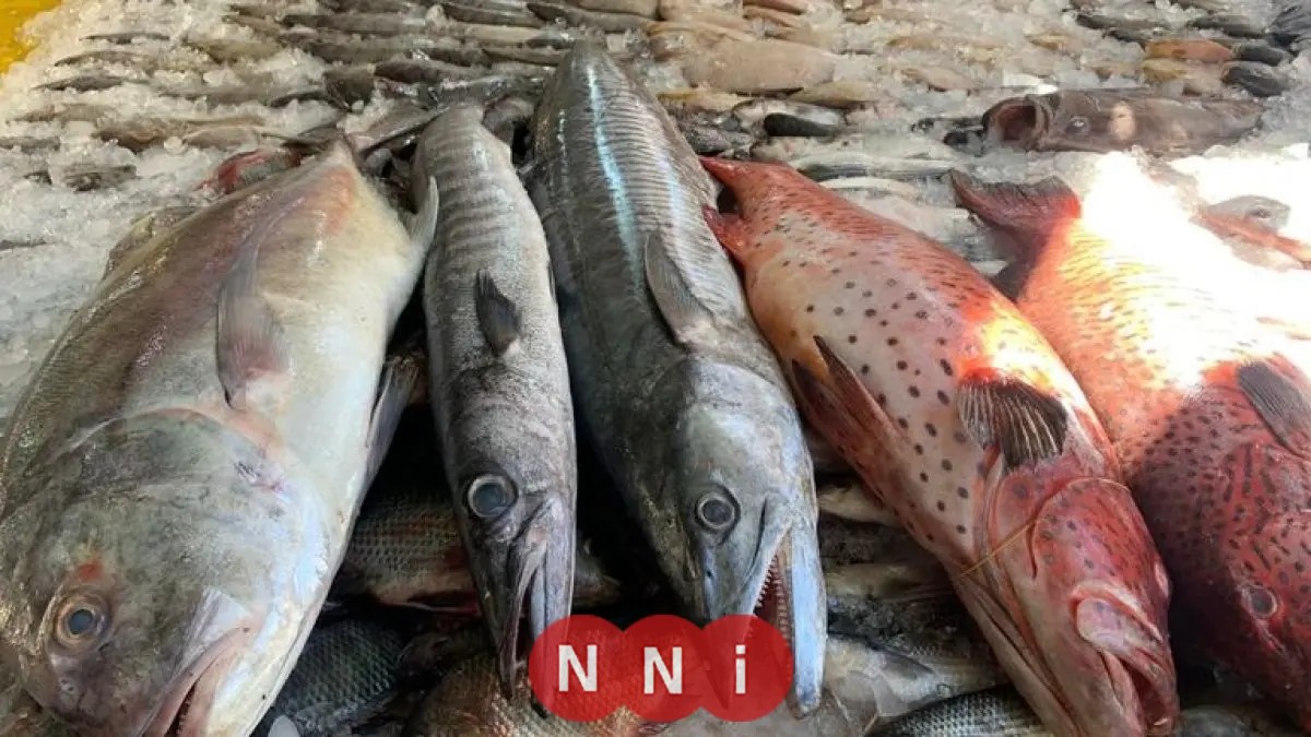 تعرف على أسعار الأسماك اليوم الخميس: السبيط يبدأ من 250 جنيهًا