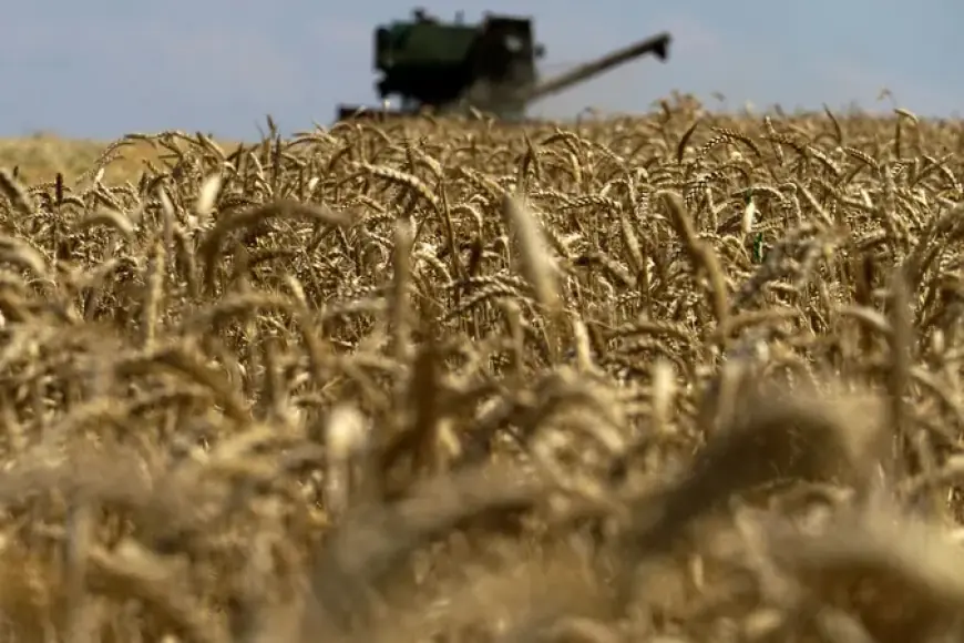 مصيلحي : فترة مسائية لاستلام محصول القمح المحلى من المزارعين