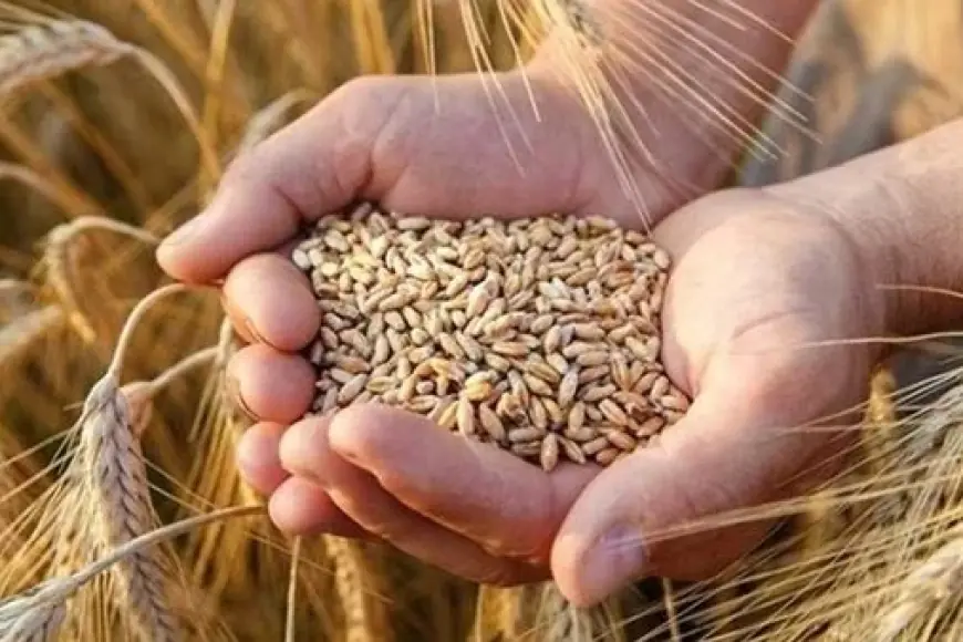 سعر أردب القمح اليوم في السوق السوداء السبت 11 مايو 2024 مصر