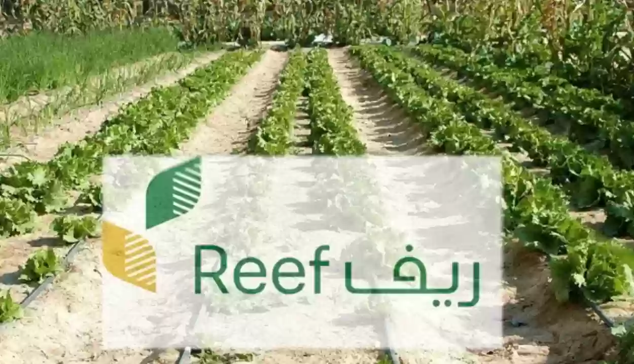هل إيقاف الخدمات يؤثر على دعم ريف وما هي الوثائق المطلوبة لكل قطاع؟ البرنامج يوضح