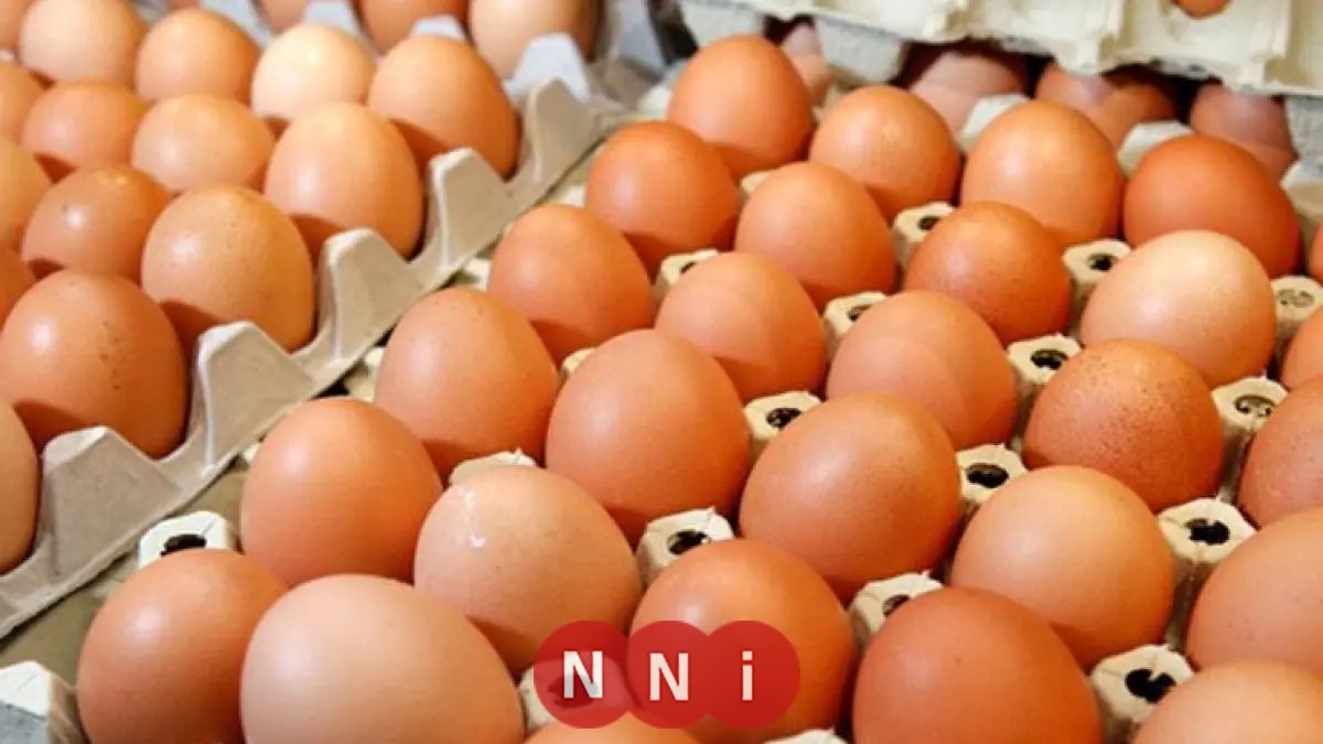 تعرف على أحدث أسعار كرتونة البيض اليوم السبت 13 سبتمبر 2025 في المزرعة