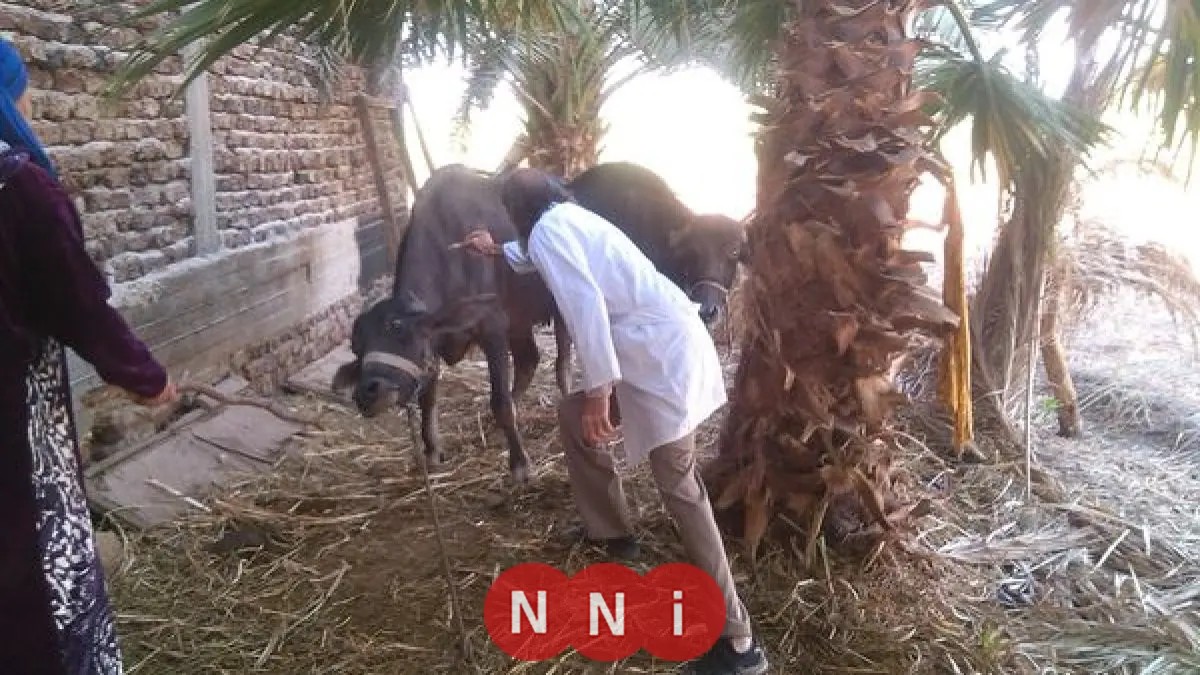 بدء الحملة الوطنية لتحصين الماشية ضد الحمى القلاعية والوادي المتصدع في مصر
