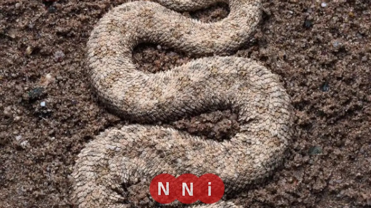 حقيقة انتشار الثعابين في قرية كفر العجرمة بالمحلة الكبرى: الكشف عن تفاصيل الرد الرسمي