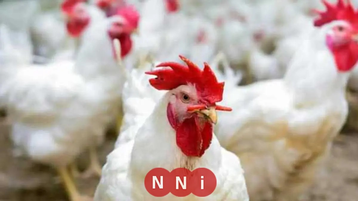 تعرف على أسعار الدواجن اليوم السبت 1 نوفمبر 2025 في المزرعة والكتكوت يصل لـ 20 جنيهًا