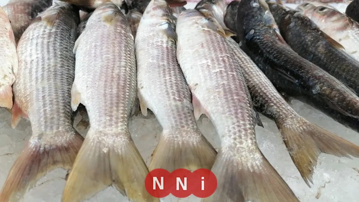 تعرف على أسعار الأسماك اليوم الخميس: الدنيس يبدأ من 275 جنيهًا فقط