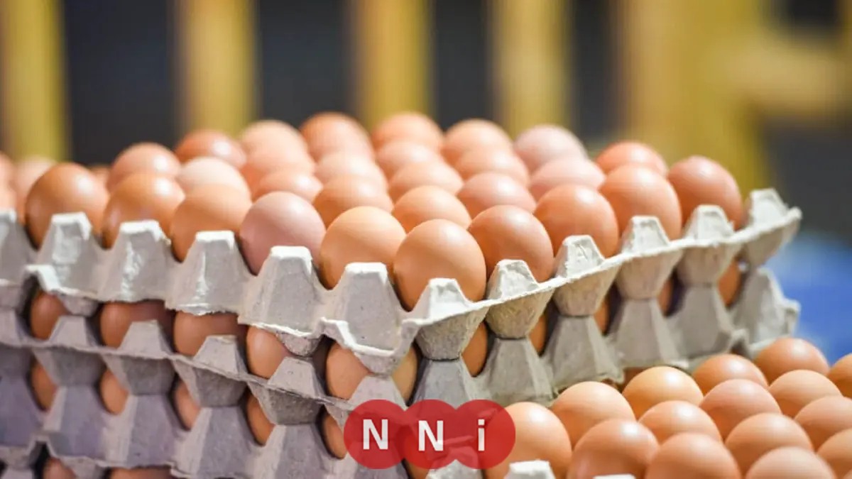 تعرف على أحدث أسعار كرتونة البيض اليوم الخميس في الأسواق لجميع الأنواع