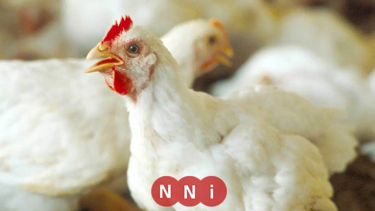 تعرف على أسعار الدواجن اليوم 7 نوفمبر 2025 في المزرعة