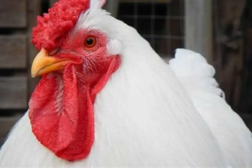 بورصة الدواجن اليوم اسعار الفراخ البيضاء الثلاثاء 21 مايو 2024 سعر كرتونة البيض