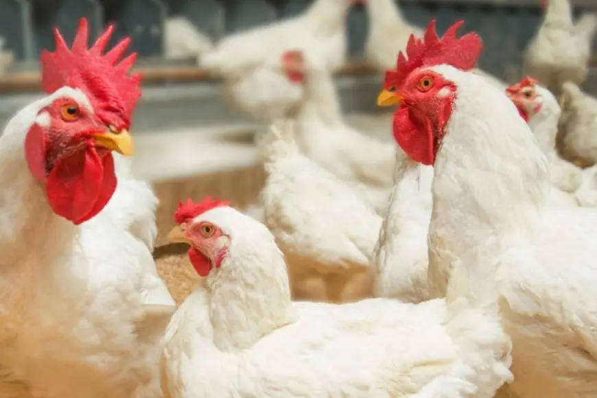 بورصة الدواجن المصرية أسعار الفراخ البيضاء اليوم الاثنين 5 أغسطس 2024