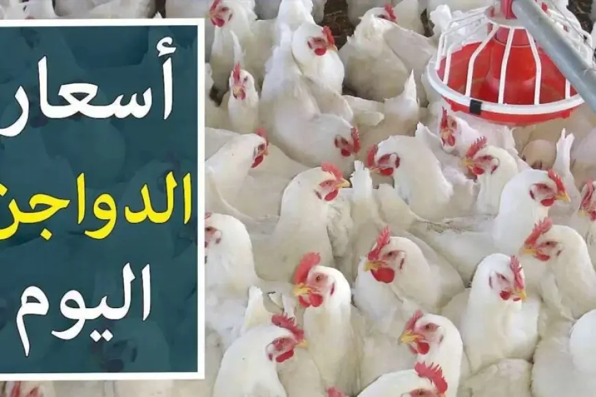 بورصة الدواجن اليوم اسعار الفراخ البيضاء اليوم السبت 17 أغسطس 2024 سعر الكتكوت في مصر