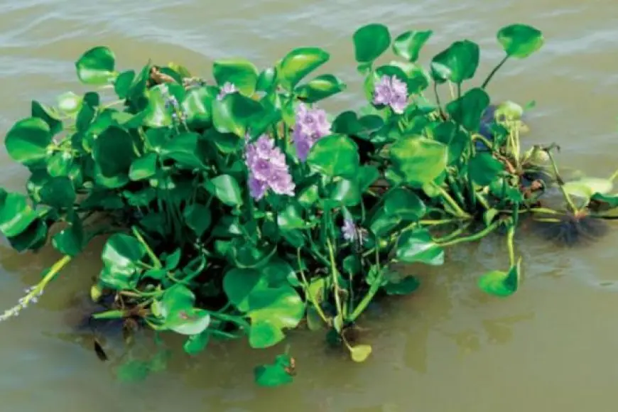 ظهور نبات غريب في نهر النيل.. وزارة الموارد المائية والري توضح ان اعداده بالمليارات