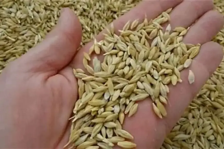 سعر الأرز النهاردة اتغير؟.. سعر طن الأرز الشعير اليوم الثلاثاء الموافق 9 يوليو 2024 للمُستهلك والتجار