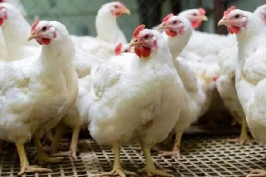 خريطة الأسعار اليوم: ارتفاع الحديد الدواجن وانخفاض العدس والذهب يعود للزيادة